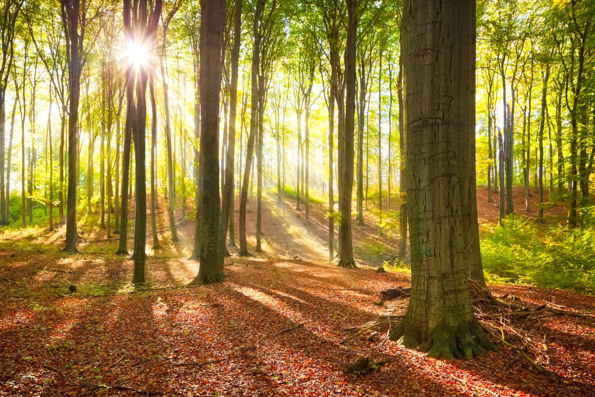 Vortrag Wälder der Welt Schönheit und Gefährdung